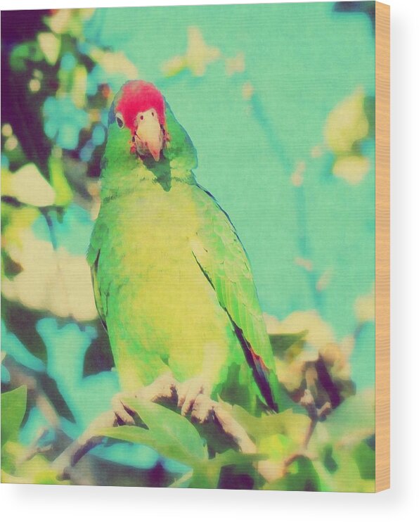 Parrot Wood Print featuring the photograph From a High Place by Karen Jbon Lee