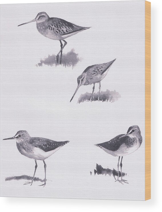 Studies Wood Print featuring the drawing Godwits and Green Sandpipers by Archibald Thorburn