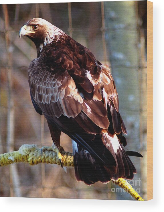 Golden Eagle Wood Print featuring the photograph Golden Eagle by Terry Elniski