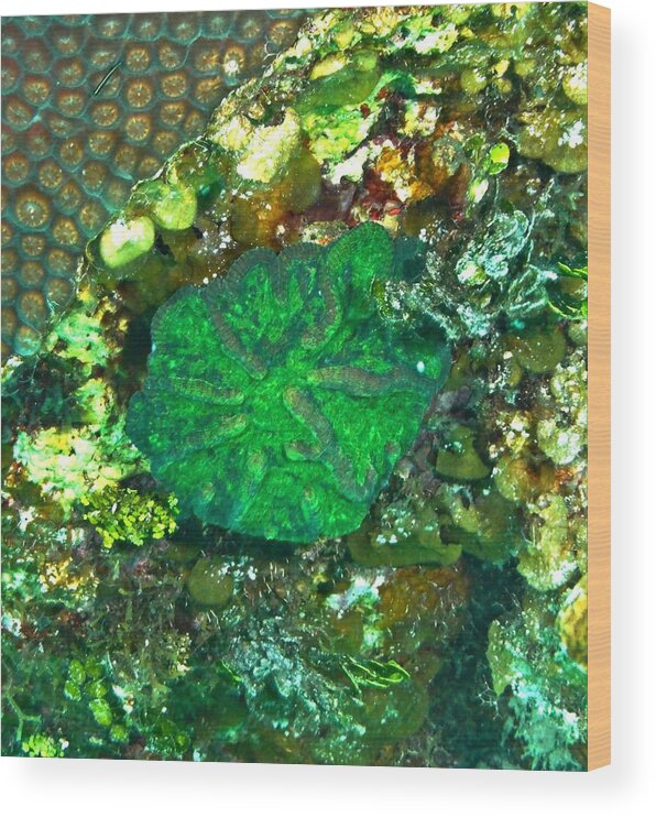 Artichoke Wood Print featuring the photograph Green Artichoke Coral by Amy McDaniel