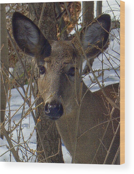 Nature Wood Print featuring the photograph Hello Everyone by Caroline Stella