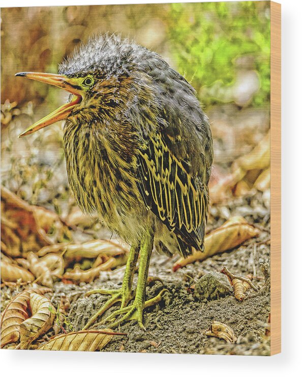 Green Heron Wood Print featuring the photograph Hello World by Jerry Cahill