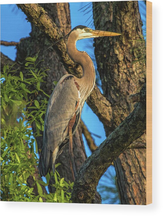 Pine Tree Wood Print featuring the photograph Heron in the Pine Tree by Dorothy Cunningham