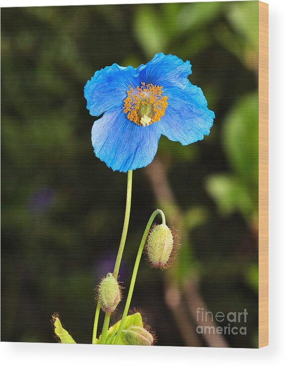 Flower Wood Print featuring the photograph Himalayan Blue Poppy by Louise Heusinkveld