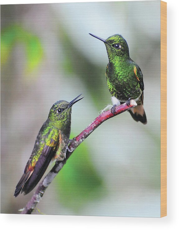 Hummingbird Wood Print featuring the photograph Hummingbird Friends by Ted Keller