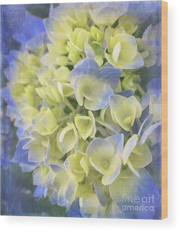 Flora Wood Print featuring the photograph Hydrangea by Cathy Alba