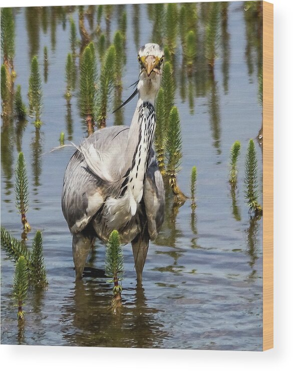 Grey Heron Wood Print featuring the photograph Its not big enough to share by Jeff Townsend