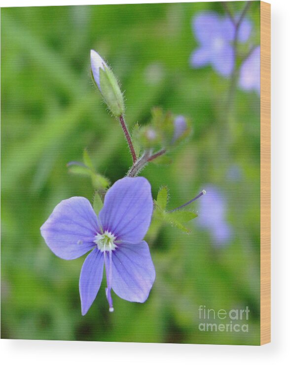 Lilac Wood Print featuring the photograph Lilac Flower by Julia Underwood