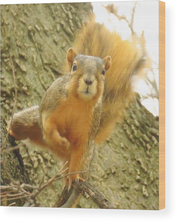 Squirrels Wood Print featuring the photograph Little Miss Sassy by Lori Frisch