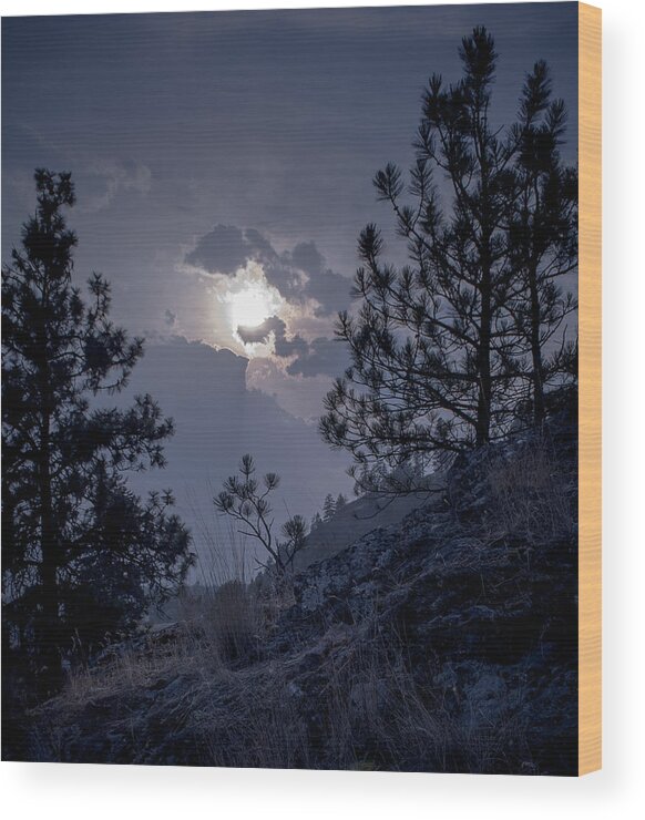 Rattlesnake Mt Wood Print featuring the photograph Little Pine by Troy Stapek