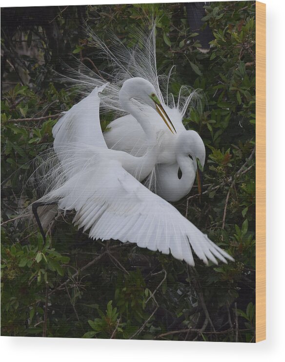 Great Egret Wood Print featuring the photograph Love is in the air by Jim Bennight