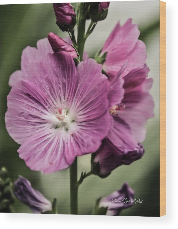 Miniature Wood Print featuring the photograph Miniature Pink Hollyhock Flowers by Joann Copeland-Paul