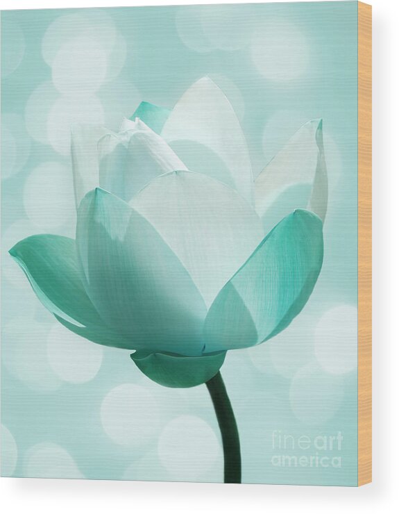 Lotus Wood Print featuring the photograph Mint by Jacky Gerritsen