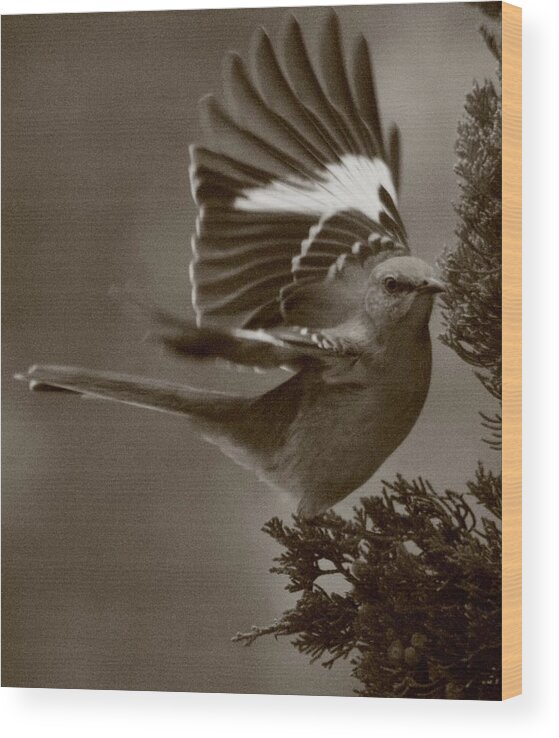 Mockingbird Wood Print featuring the photograph Mockingbird In A Pine by Christopher J Kirby