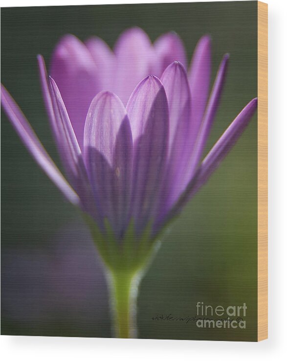 Purple Flower Wood Print featuring the photograph Morning Glory by Vicki Ferrari
