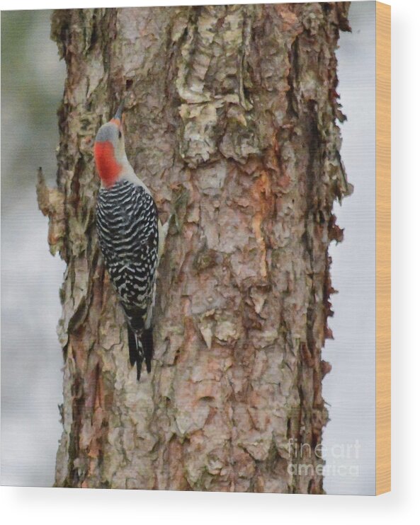 Tree Wood Print featuring the photograph Pecking by Barry Bohn