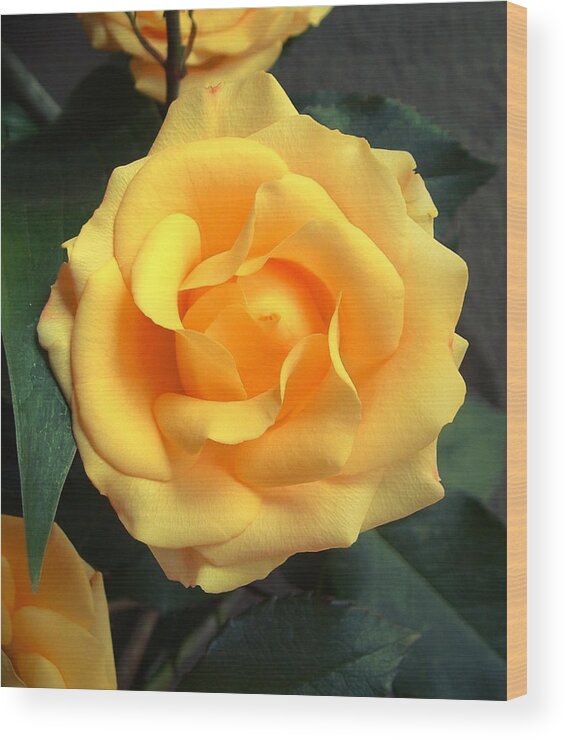 Floral Wood Print featuring the photograph Perfect Bloom by Kae Cheatham