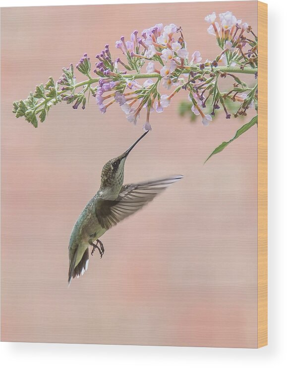 Hummingbird Wood Print featuring the photograph Pink by Kathy Duncan