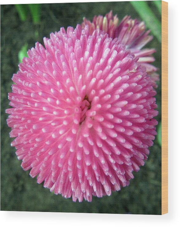  Wood Print featuring the photograph Pink pompon by Vesna Martinjak