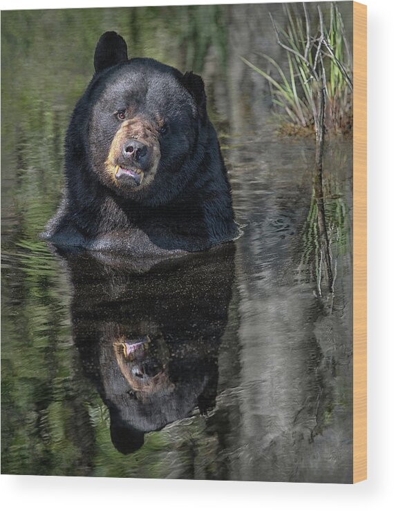 Bear Wood Print featuring the photograph Pool Break by Art Cole