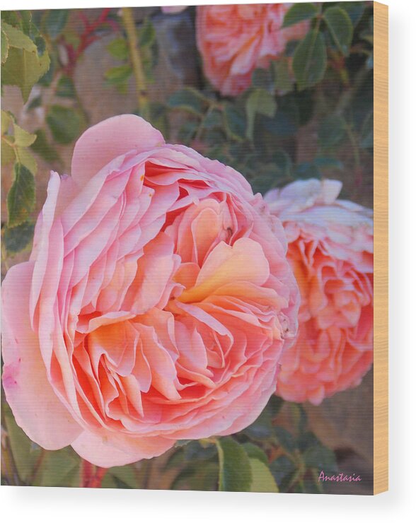 Rose Wood Print featuring the photograph Princess Margret Fragrant Climbing Roses by Anastasia Savage Ealy