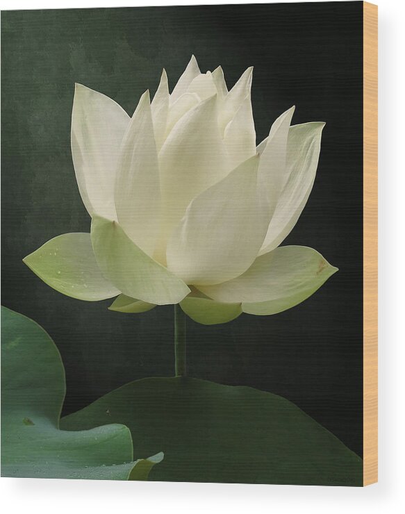 Floral Wood Print featuring the photograph Pure Lotus by Deborah Smith