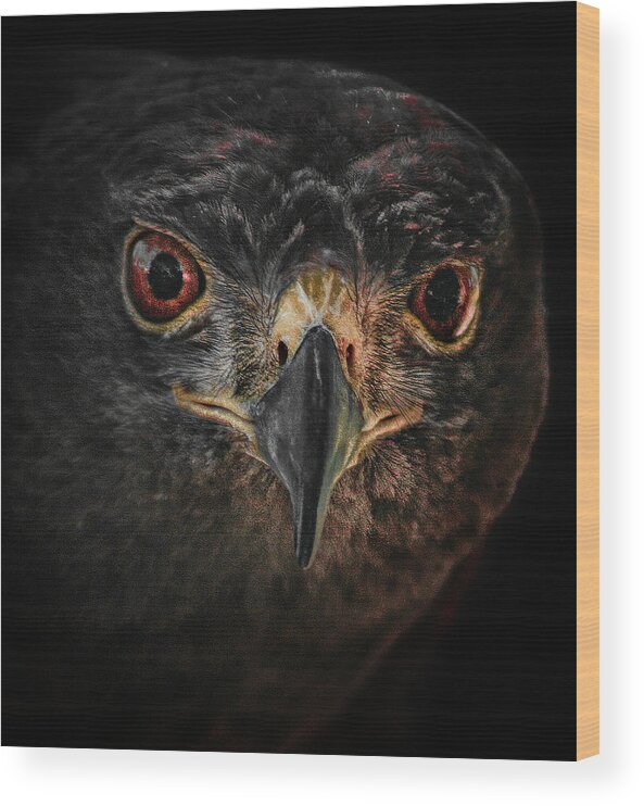Bird Wood Print featuring the photograph Rapt Raptor by Jim Painter