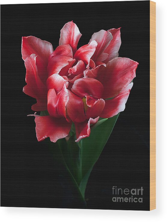 Flower Wood Print featuring the photograph Rare Tulip Willemsoord by Ann Jacobson
