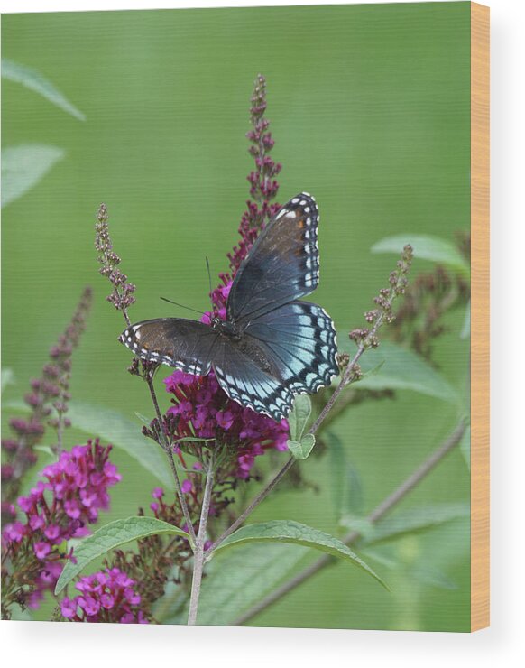 Red-spotted Purple Butterfly Wood Print featuring the photograph Red-spotted Purple Butterfly on Butterfly Bush by Robert E Alter Reflections of Infinity
