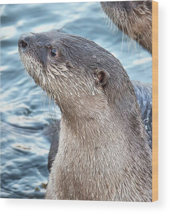 Otter Wood Print featuring the photograph River Otter Pup by Carl Olsen