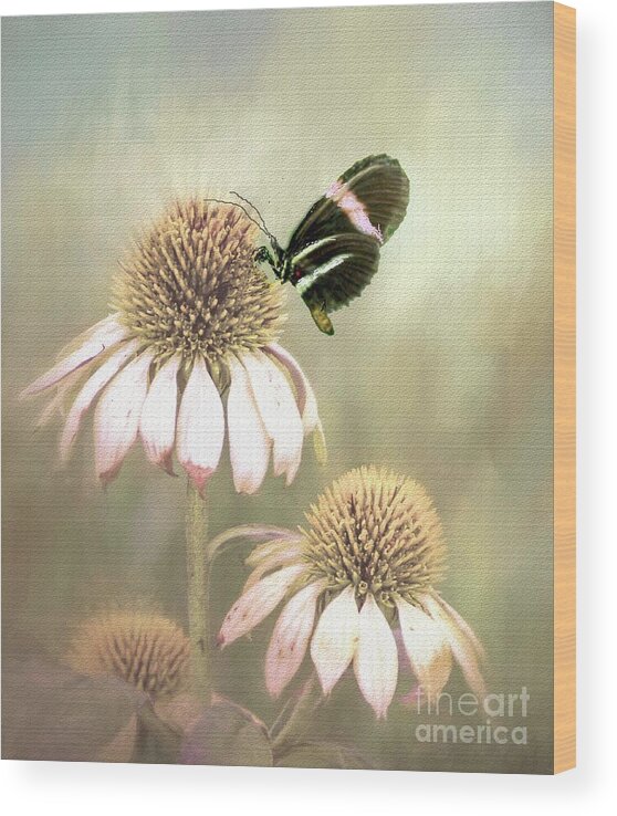Butterfly Wood Print featuring the photograph Small Postman Butterfly on Cone Flower by Janette Boyd