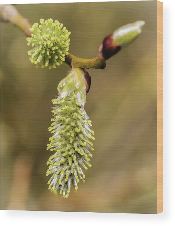 Spring Wood Print featuring the photograph Spring Catkins by Nick Bywater