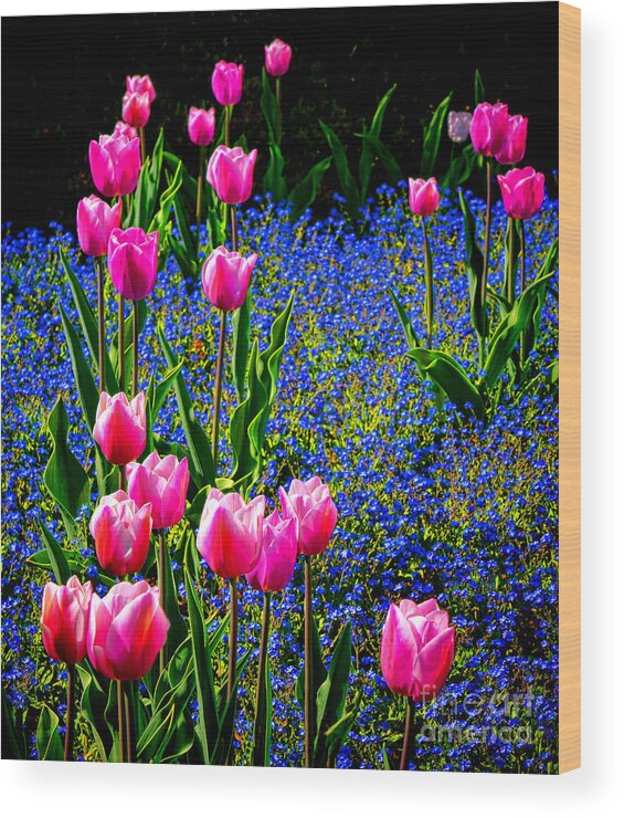 Tulip Wood Print featuring the photograph Springtime Tulips by Olivier Le Queinec