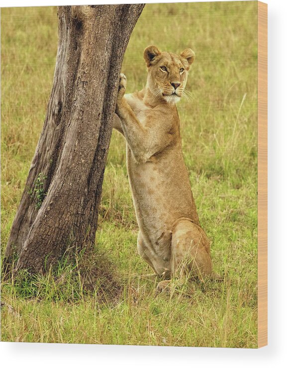 Lioness Wood Print featuring the photograph Standup Lioness by Steven Upton