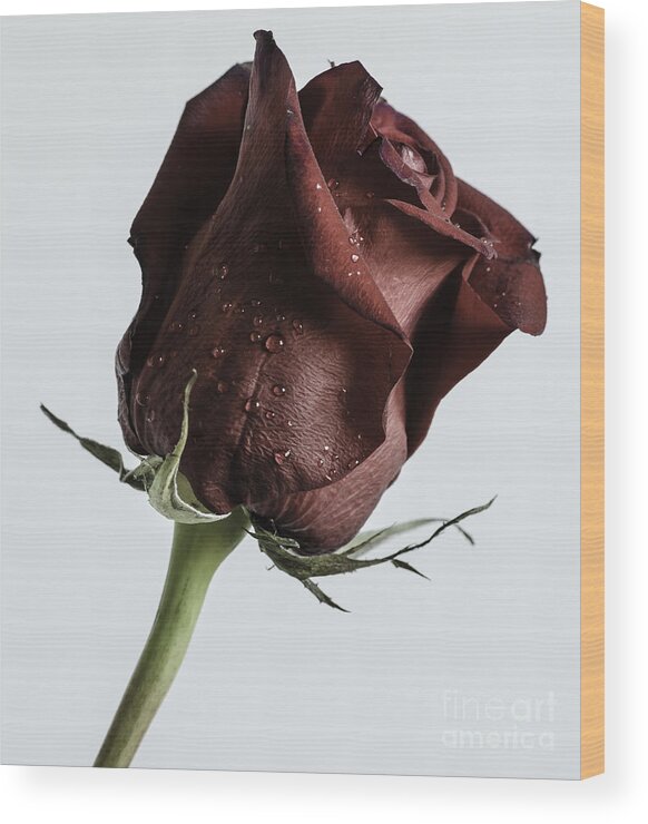 Rose Wood Print featuring the photograph Stop And Smell The Rose by Nick Boren