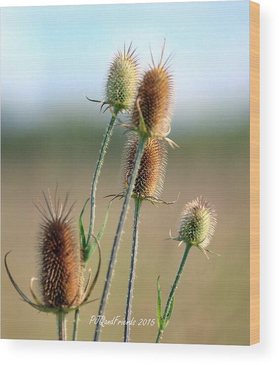 Summer Thistle Wood Print featuring the photograph Summer Thistle by PJQandFriends Photography