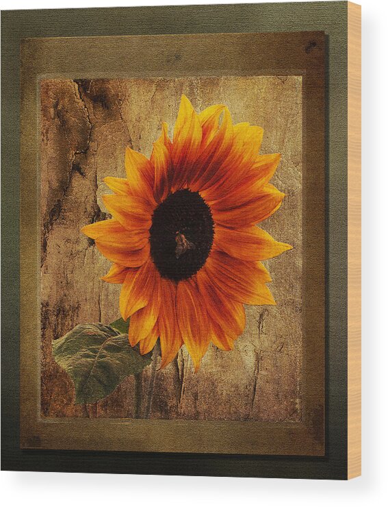 Sunflower Wood Print featuring the photograph Sunflower Framed by Bel Menpes
