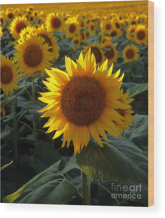 Sunflower; State Flower Of Kansas; Sunflower Field; Kansas Landscape; Summer Flower; Blooms; Field Of Blooms; Flowers; Sunshine; You Are My Sunshine; Sunflower Standout; Standout;  Wood Print featuring the photograph Sunflower Standout by Betty Morgan