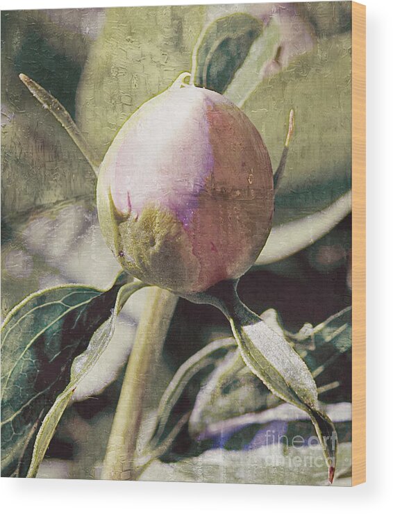 Peony Wood Print featuring the photograph Sweet Pink Peony Bud by Lilliana Mendez