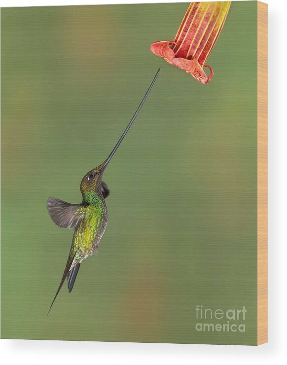 Andes Wood Print featuring the photograph Sword-billed Hummingbird by Jerry Fornarotto