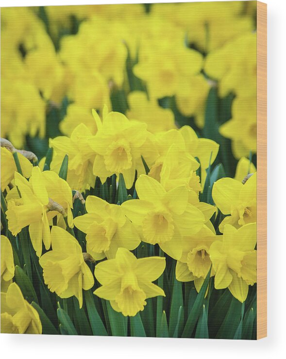 Daffodil Wood Print featuring the photograph The Daffodil Patch by Bill Pevlor