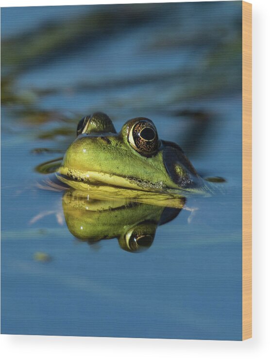 Frog Wood Print featuring the photograph The Prince by Jody Partin