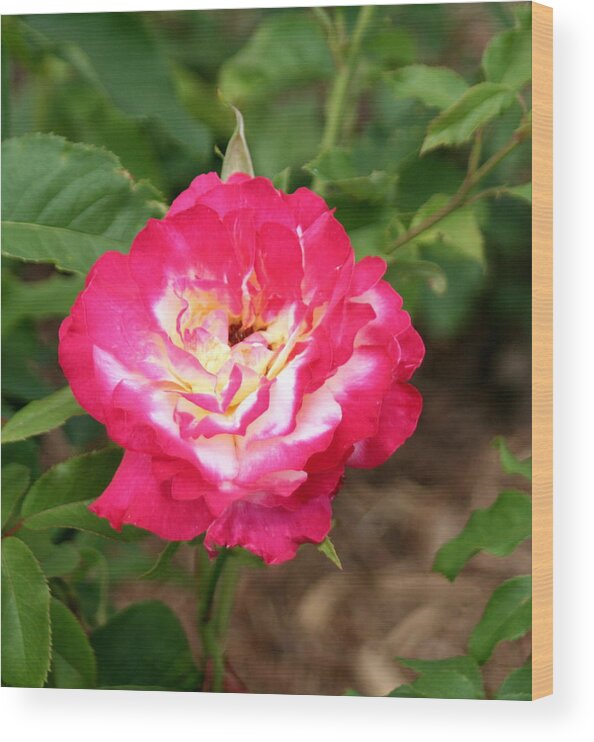 Roses 08 Wood Print featuring the photograph Tiger by Gerald Mitchell
