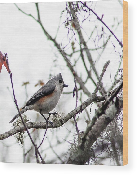  Wood Print featuring the photograph Tufted Titmouse by Norman Johnson