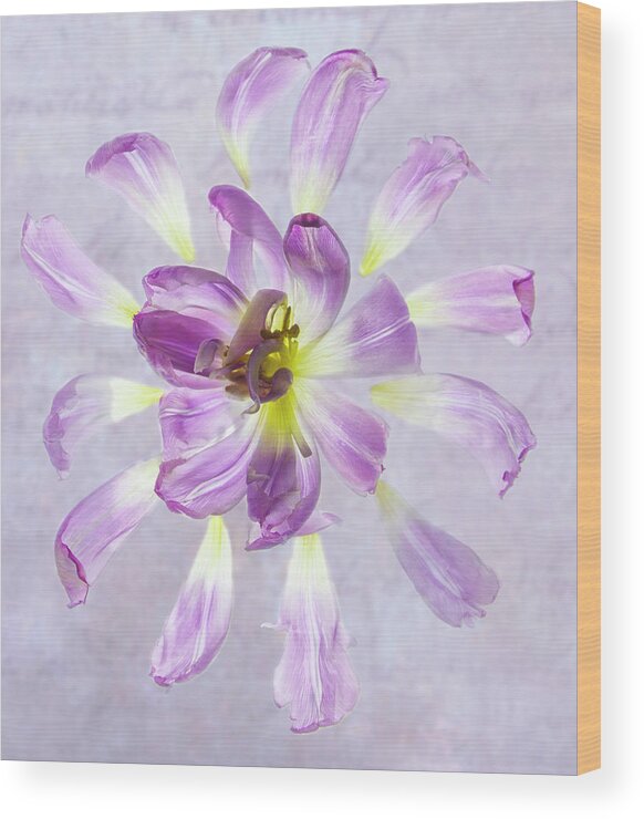Tulip Wood Print featuring the photograph Tulip Patterns by Diane Fifield
