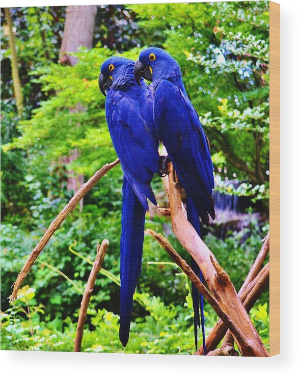 Blue Wood Print featuring the photograph Two Birds of a Feather by Eileen Brymer