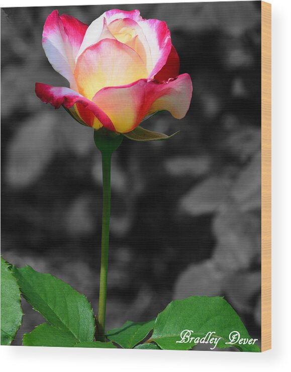 Pink And White Rose Wood Print featuring the photograph Unity Stands Out by Bradley Dever