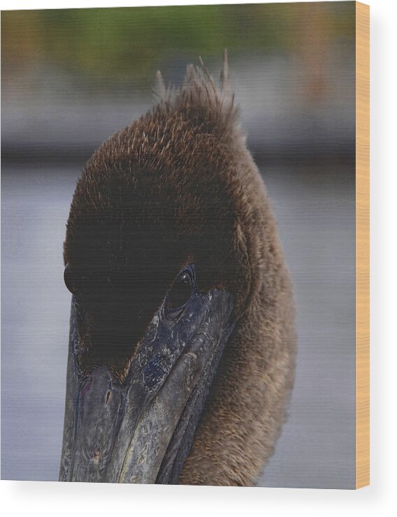 Pelican Wood Print featuring the photograph Velvet Brown Pelican by Jody Lovejoy