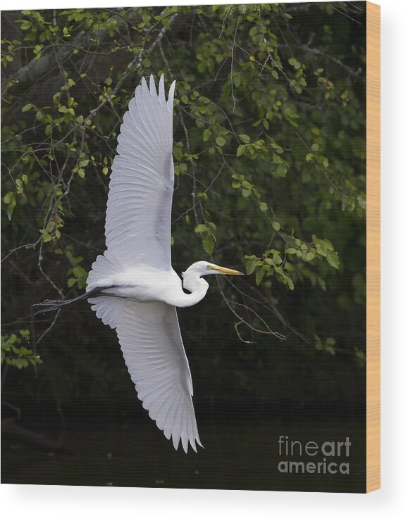 Bird Wood Print featuring the photograph White Egret In Flight-Signed-#0716 by J L Woody Wooden