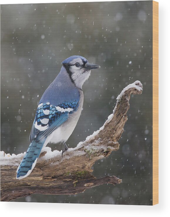 Blue Wood Print featuring the photograph Winter Jay by Mircea Costina Photography